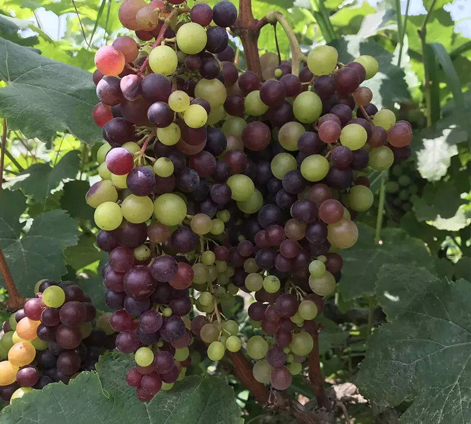 La Quebranta, la uva emblemática del Perú - Pisco 4 Fundos